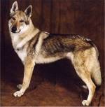 Perro Lobo Checo.  Ch. Batt Maly Bysterec.