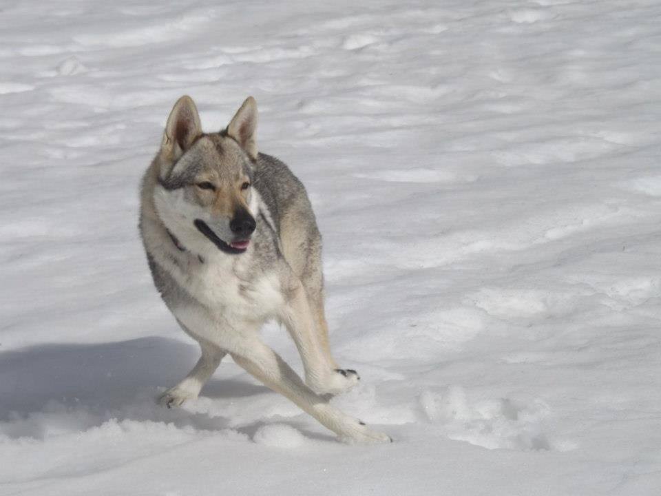 Perro Lobo Checo. Perro Lobo Checo.