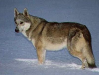 Perro Lobo Checo.  Ch. Elbow Zo Sennej. Perro Lobo Checo.  Ch. Elbow Zo Sennej.