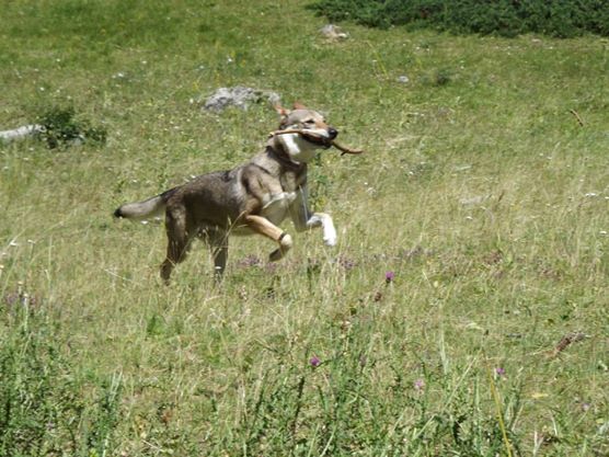 Perro Lobo Checo. Perro Lobo Checo.