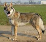 Perro Lobo Checo.  Ch. Arimminum Namanaslù. Perro Lobo Checo.  Ch. Arimminum Namanaslù.