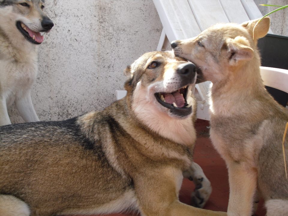 Perro Lobo Checo. Perro Lobo Checo.