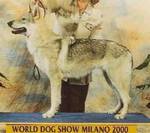 Perro Lobo Checo.  Ch. Ambra Vlcí Nadéje. Perro Lobo Checo.  Ch. Ambra Vlcí Nadéje.