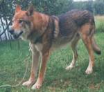 Perro Lobo Checo.  Ch. Tambury Z Rosíkova. Perro Lobo Checo.  Ch. Tambury Z Rosíkova.