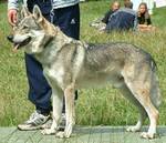 Perro Lobo Checo.  Ch. Dak Z Rosíkova. Perro Lobo Checo.  Ch. Dak Z Rosíkova.