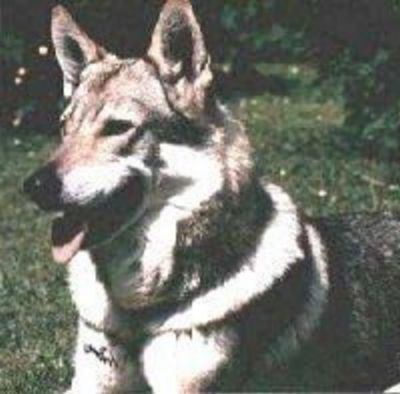 Perro Lobo Checo.  Ch. Aras Z Jundrovského Boru Cs.