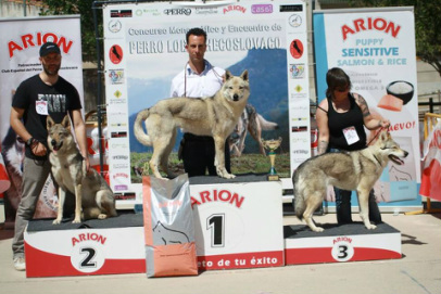 Perro Lobo Checo.  Ch. VERRINE Z PERONOWKI.