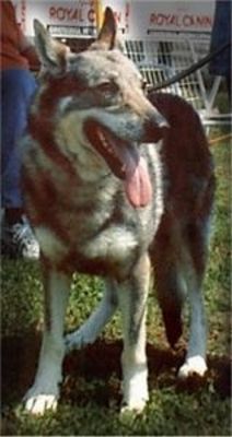 Perro Lobo Checo.  Ch. Alfa Des Mille Vallées.
