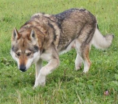 Perro Lobo Checo.  Ch. Milo Ruskov Dvor Cs.