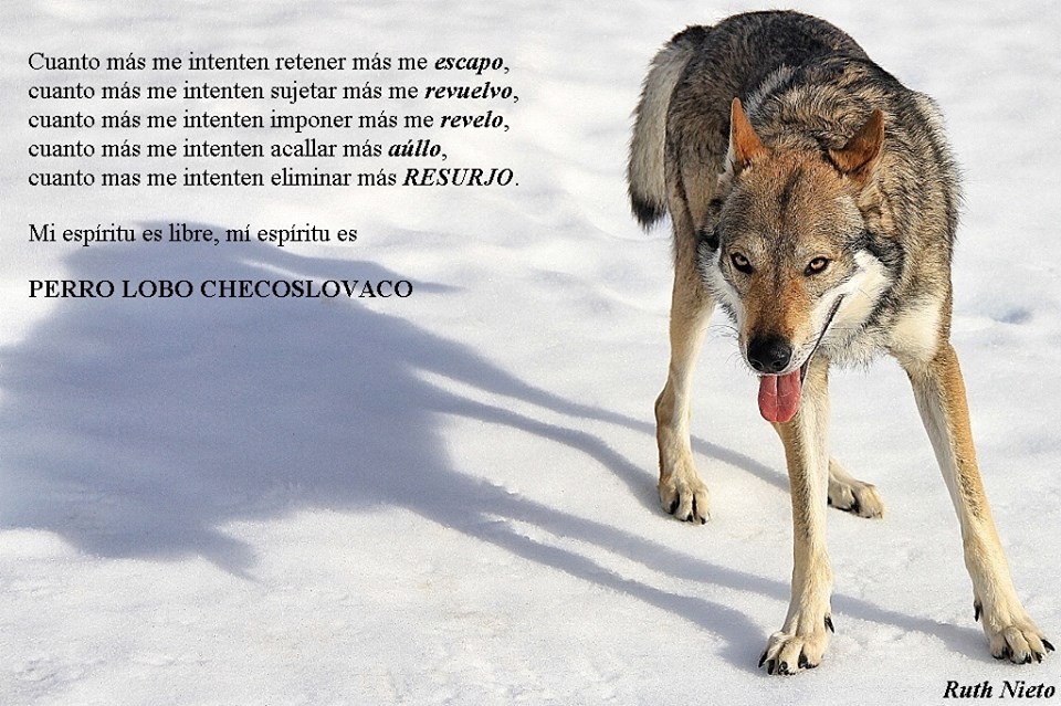 Perro Lobo Checo.