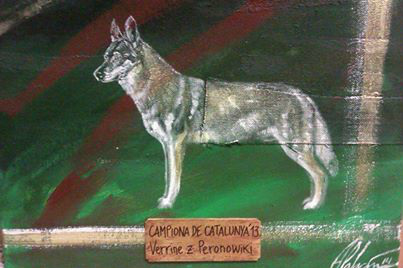 Perro Lobo Checo.  Ch. VERRINE Z PERONOWKI.