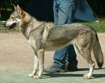 Perro Lobo Checo.  Ch. Askia Slnecny Dvor. Perro Lobo Checo.  Ch. Askia Slnecny Dvor.