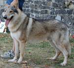 Perro Lobo Checo.  Ch. Miky Passo Del Lupo. Perro Lobo Checo.  Ch. Miky Passo Del Lupo.