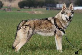 Perro Lobo Checo. Arón De La Guariza De Campoó.