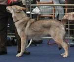 Perro Lobo Checo.  Ch. Spok Della Vittoria Alata.