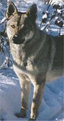 Perro Lobo Checo.  Ch. Hela Sedá Eminence.