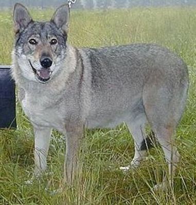 Perro Lobo Checo.  Ch. Heriet Z Holické Pláne Cs.