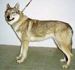 Perro Lobo Checo.  Ch. Aragorn Potomok Vlkov. Perro Lobo Checo.  Ch. Aragorn Potomok Vlkov.