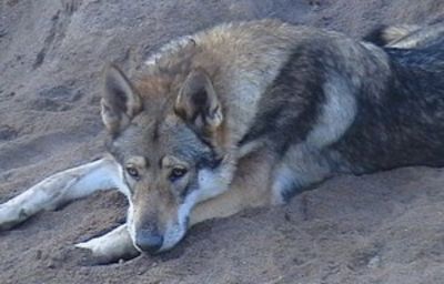 Perro Lobo Checo. Cosmo Daniel Elite Jupiter.