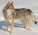 Perro Lobo Checo. Eligo Z Peronówki. Perro Lobo Checo. Eligo Z Peronówki.
