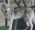 Perro Lobo Checo.  Ch. Gerda Z Rofa.