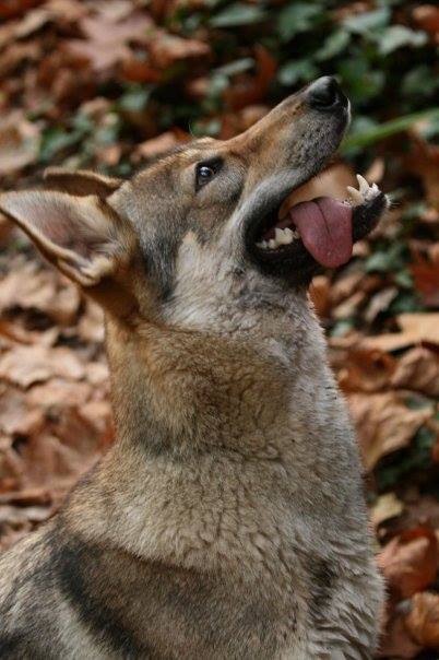 Perro Lobo Checo. Perro Lobo Checo.