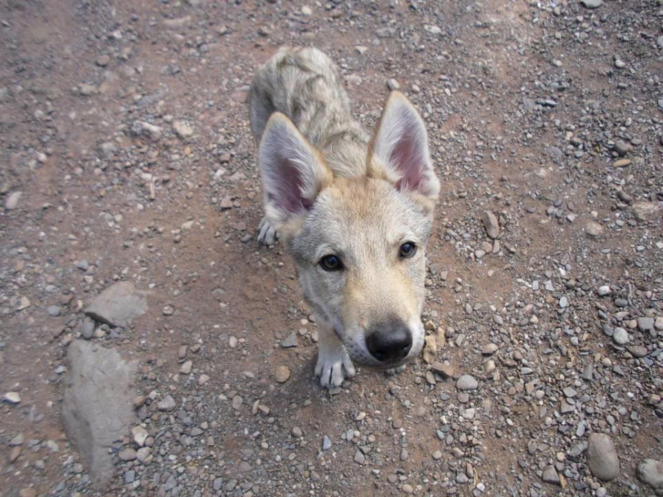 Perro Lobo Checo. Perro Lobo Checo.