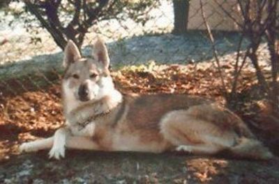Perro Lobo Checo. Irisloris Priv. Rondanini.