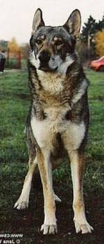 Perro Lobo Checo.  Ch. Ariel Lobos Cs.