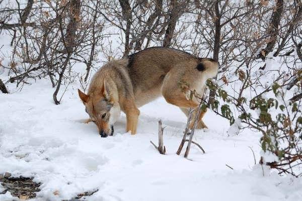 Perro Lobo Checo. Perro Lobo Checo.
