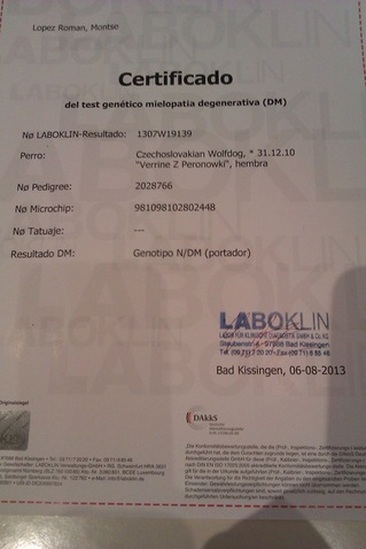 Perro Lobo Checo.  Ch. VERRINE Z PERONOWKI.