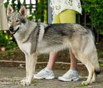 Perro Lobo Checo. Valkyra Z Molu Es. Perro Lobo Checo. Valkyra Z Molu Es.