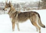 Perro Lobo Checo.  Ch. Miña Ruskov Dvor Cs. Perro Lobo Checo.  Ch. Miña Ruskov Dvor Cs.