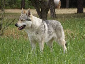 Perro Lobo Checo. Ch. VERRINE Z PERONOWKI. Perro Lobo Checo. Ch. VERRINE Z PERONOWKI.