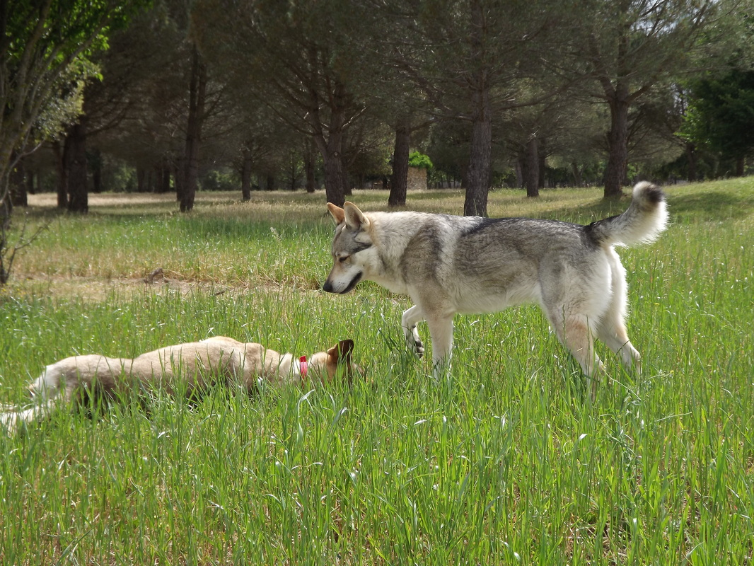 Perro Lobo Checo. Perro Lobo Checo.