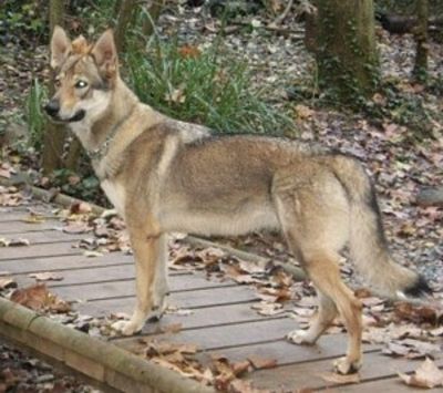 Perro Lobo Checo.  Ch. Basay Castell Del Senillar.