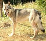 Perro Lobo Checo.  Ch. Hero Z Rofa. Perro Lobo Checo.  Ch. Hero Z Rofa.