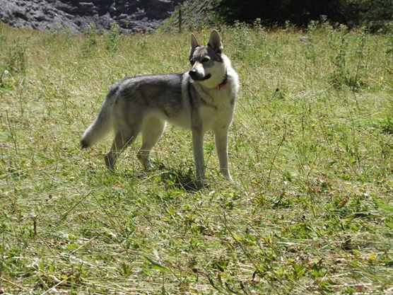 Perro Lobo Checo. Perro Lobo Checo.