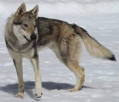 Arón De La Guariza De Campoó. Perro Lobo Checo. Aron Maly Bysterec. Arón De La Guariza De Campoó. Perro Lobo Checo. Aron Maly Bysterec.