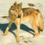 Perro Lobo Checo.  Ch. Bux Z Krotkovského Dvora Cs. Perro Lobo Checo.  Ch. Bux Z Krotkovského Dvora Cs.