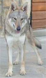 Perro Lobo Checo. Fendy Passo Del Lupo. Perro Lobo Checo. Fendy Passo Del Lupo.