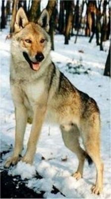 Perro Lobo Checo.  Ch. Arne Z Mesta Henbrstajnu.