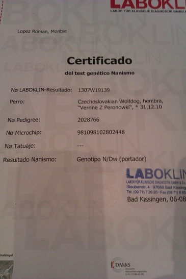 Perro Lobo Checo.  Ch. VERRINE Z PERONOWKI.