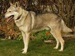 Perro Lobo Checo.  Ch. Carr Maly Bysterec. Perro Lobo Checo.  Ch. Carr Maly Bysterec.