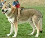 Perro Lobo Checo.  Ch. Brix Ekar Cs.