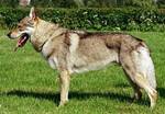 Perro Lobo Checo. Grey Wolf Z Molu Es. Perro Lobo Checo. Grey Wolf Z Molu Es.