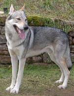 Perro Lobo Checo. Zlatá Palz Juri.