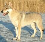 Perro Lobo Checo.  Ch. Merry Bell Z Molu Es.