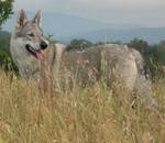 Perro Lobo Checo. Arimminum Zena. Perro Lobo Checo. Arimminum Zena.
