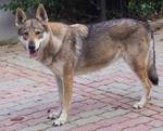 Perro Lobo Checo.  Ch. Cosmo Daniel Elite Farah.
